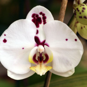 Página principal Phalaenopsis